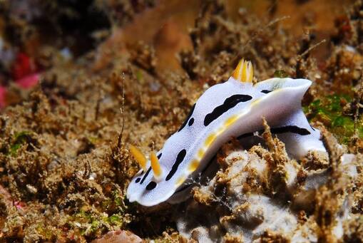 nudibranch close-up while muck diving